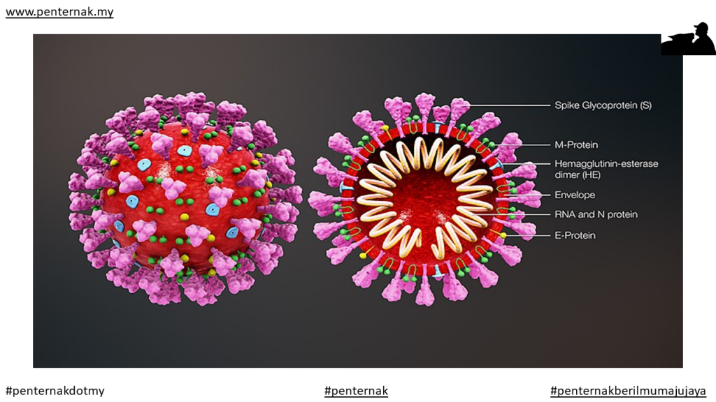 File:3D medical animation coronavirus structure.jpg